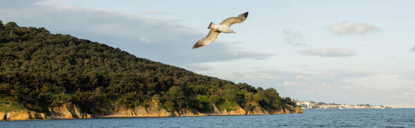 Gull flying above sea with coastline at background in Turkey, banner 