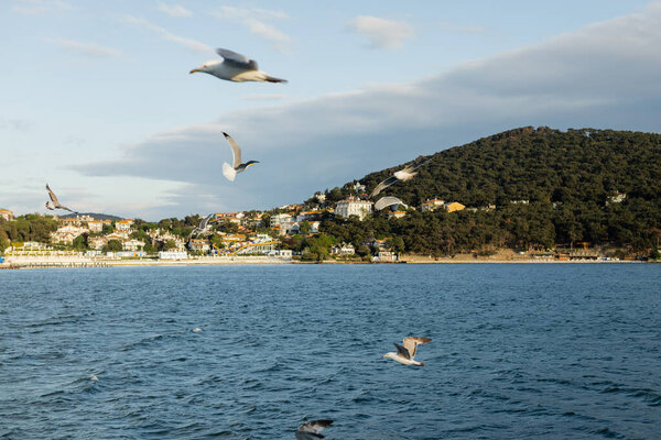 Blurred birds flying above sea with coastline at background in Turkey 