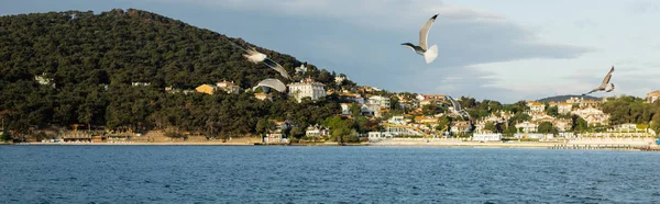 Stock image Seagulls flying above sea with coast of Princess islands at background in Turkey, banner 