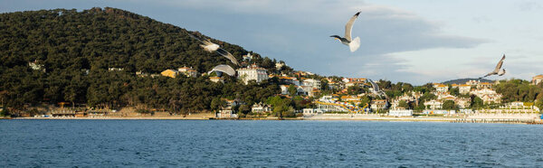 Seagulls flying above sea with coast of Princess islands at background in Turkey, banner 