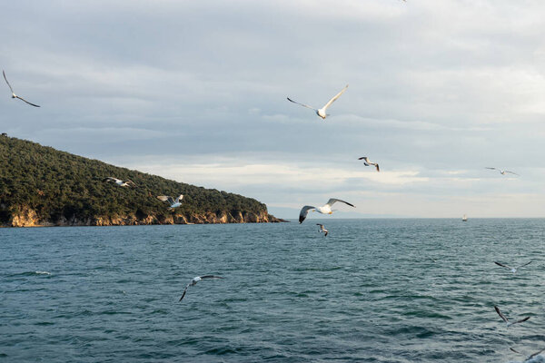 Gulls fling above sea with coast at background in Turkey 