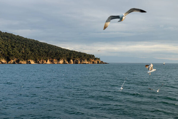 Blurred gull flying above sea and birds near Princess islands in Turkey 