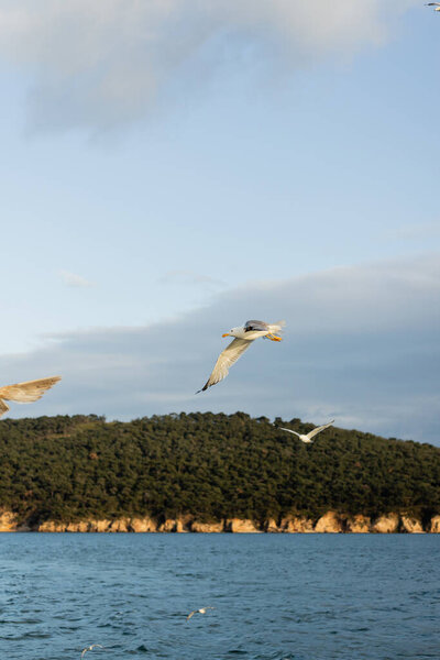 Gull flying with sea and coast of Princess islands at background in Turkey 