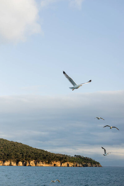 Scenic view of gulls flying above sea with coast at background in Turkey 