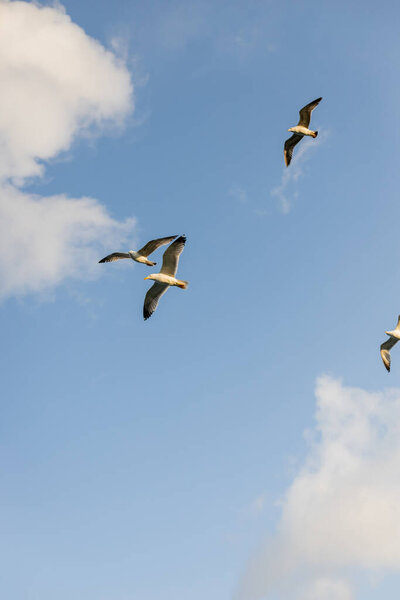 Bottom view of seagulls flying in blue sky with clouds at background 