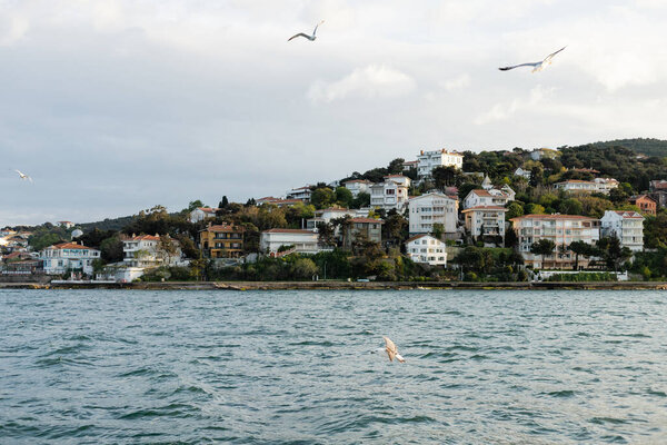 gulls flying above blue sea near different houses on coast of Istanbul 