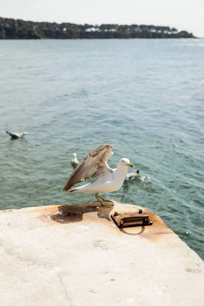 Чайка на пірсі з морем на тлі Туреччини. — стокове фото