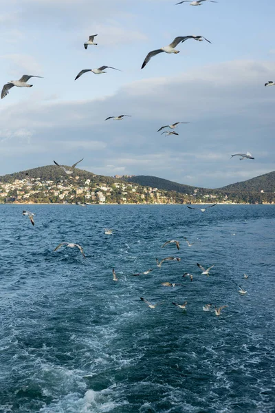 Gaviotas volando sobre el mar con islas Princesas al fondo en Turquía - foto de stock