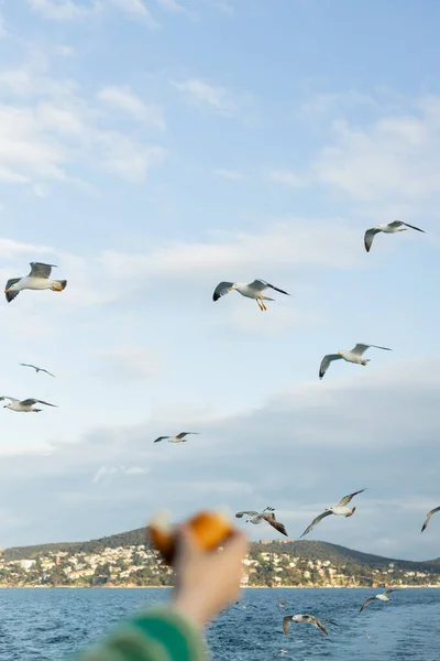 Чайки, що летять над морем біля розмитої і обрізаної руки жінки з хлібом — стокове фото