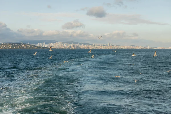 Gabbiani che volano sopra il mare con le isole Princess sullo sfondo in Turchia — Foto stock