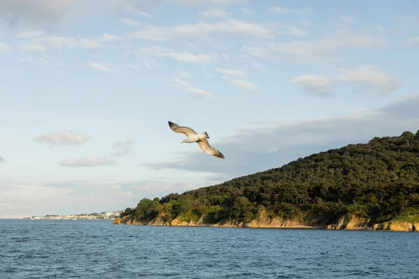 Gull flying above sea with Princess islands and sky at background in Turkey — Stock Photo