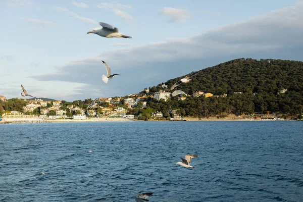 Blurred birds flying above sea with coastline at background in Turkey — Stock Photo