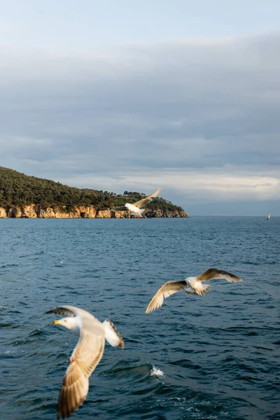 Verschwommene Vögel fliegen über dem Meer mit Küstenlinie im Hintergrund in der Türkei — Stockfoto