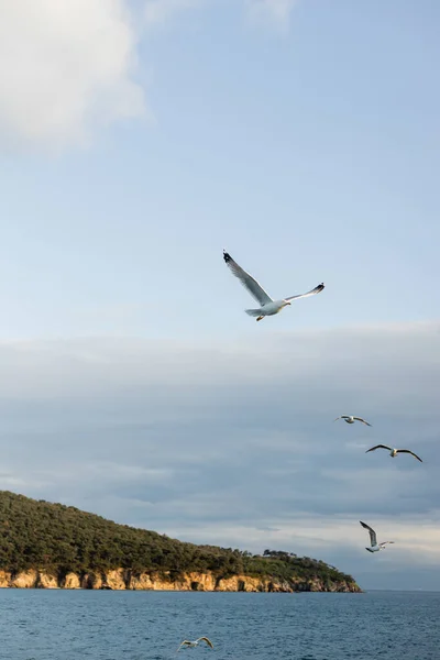 Сценический вид чаек, летающих над морем с берегом на заднем плане в Турции — стоковое фото