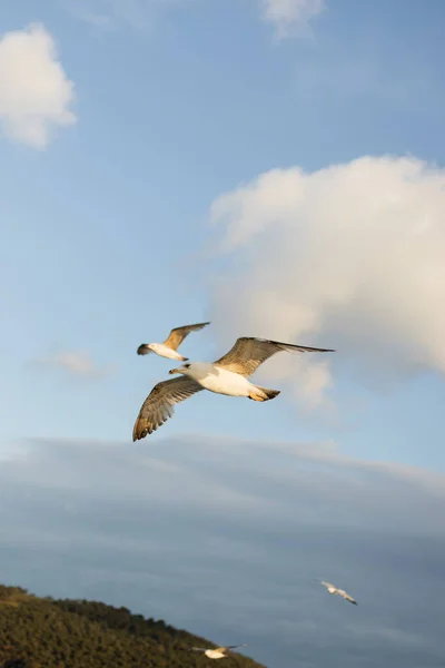 Gulls flying over Princess islands in cloudy sky at background in Turkey — Stock Photo