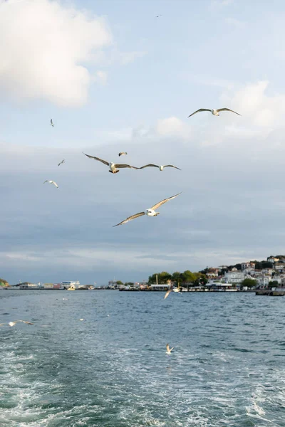 Чайки летают над морем с береговой линией Стамбула на заднем плане в Турции — стоковое фото