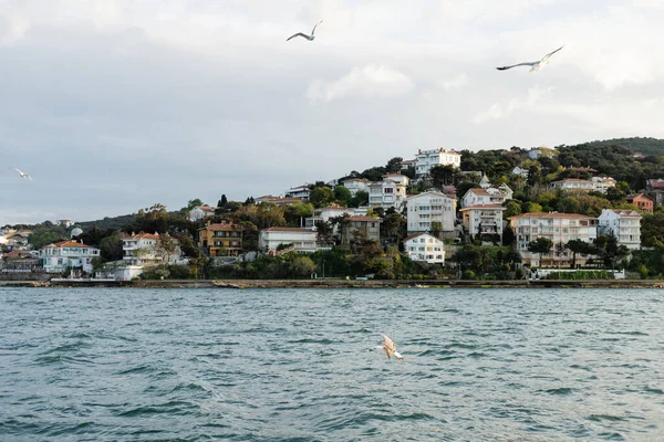 Gaviotas volando sobre el mar azul cerca de diferentes casas en la costa de Estambul - foto de stock