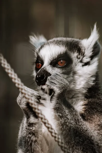 Lemurs are cute animals with a lot of energy. They have a characteristic tail with \'rings\'. Not scared of people at all, so no difficulty with getting close to them, for nice detail photos.