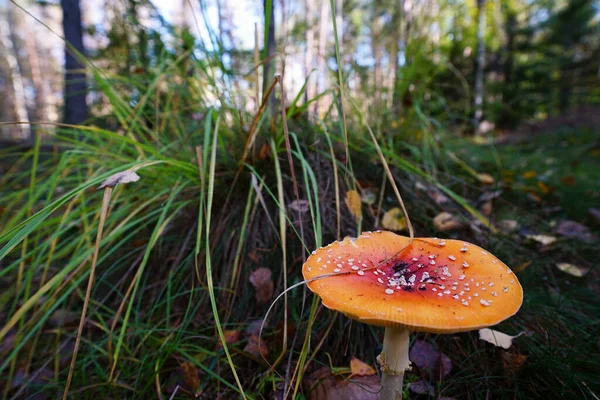 Sonbahar ormanı dökülen yapraklarla dolu.