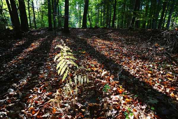 Sonbahar ormanı dökülen yapraklarla dolu.