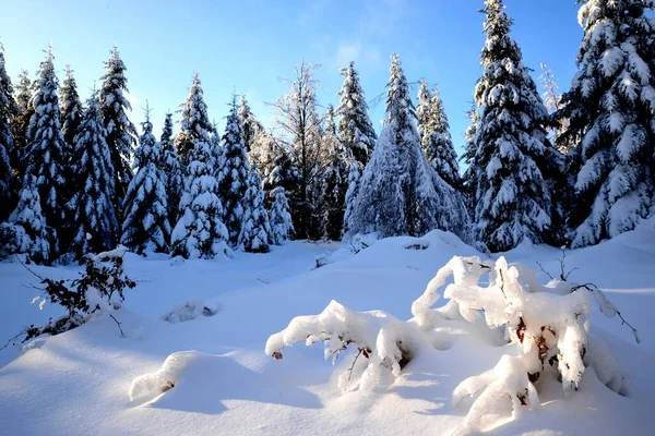 Floresta Abeto Coberta Neve Inverno Nas Montanhas Dia Ensolarado — Fotografia de Stock