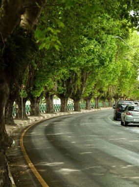 Campos 'un ana caddesi Jordao, Brezilya, sıra sıra ağaçlarla.