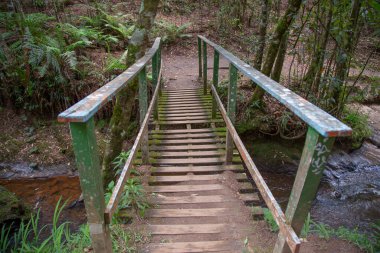 Ormandaki eski ahşap köprü.