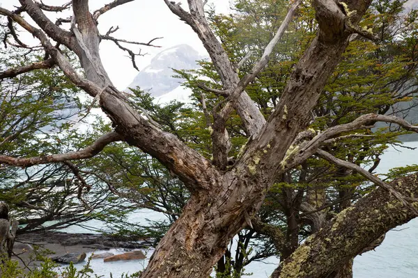 Tree trunk on Patagonia glacier.
