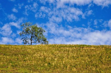 Kırsal alan bitki örtüsünü, ağaçları, yolları ve güzel gökyüzünü gösteriyor. Kırsal bölge manzarası