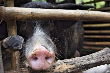 Domuz, Suidae familyasından, yani 