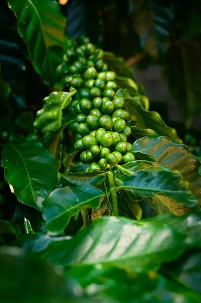 Coffee tree full of green coffee waiting to be picked. Brazil is the largest coffee producer and exporter in the world. green coffe bean on a plantation