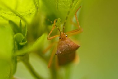 Hemiptera tahtakuruları. Ağız parçalarını besin kaynağına ekleyerek beslenen böcek emiyor.
