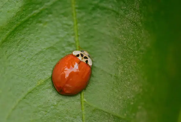 Asyalı uğur böceği (Harmonia axyridis) yemyeşil bir yaprağın üzerinde.