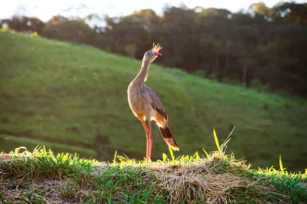 Kırmızı bacaklı seriema, Cariama cristata, Pantanal, Brezilya. Brezilya doğasının tipik kuşu. Otlaktaki kuş, uzun kırmızı bacak. Güney Amerika 'da seyahat.