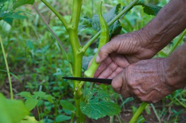 Ağacın gövdesinden organik bamya elde ediliyor. Böcek ilacı ya da kimyasal gübre olmayan bamya.
