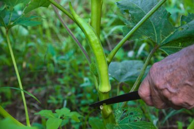 Ağacın gövdesinden organik bamya elde ediliyor. Böcek ilacı ya da kimyasal gübre olmayan bamya. aile çiftliği