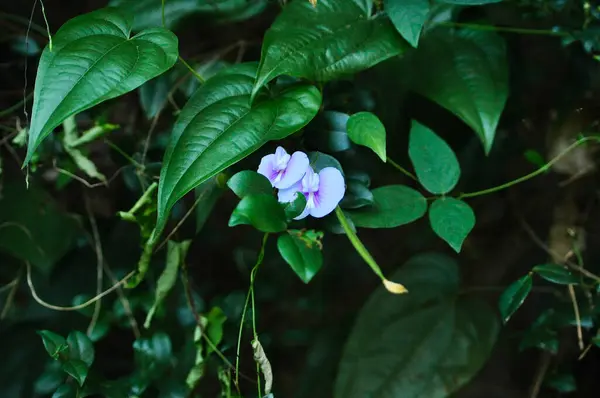 Centrosema virginianum çiçekleri. Centrosema virginianum, Fabaceae kabilesinden gelen bir bitki türüdür..