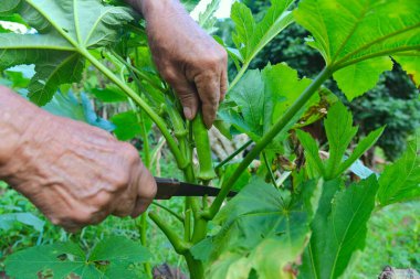 Ağacın gövdesinden organik bamya elde ediliyor. Böcek ilacı ya da kimyasal gübre olmayan bamya. aile çiftliği