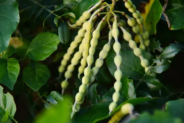 Sophora tomentosa, ayrıca kolye, sarı kolye ve bazen de gümüş çalı olarak da bilinir, Fabaceae familyasından bir pantropikal çalıdır..