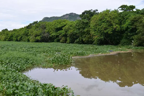 stock image Gigoga (Eichhornia crassipes), a floating aquatic plant that grows in waters polluted by domestic sewage.