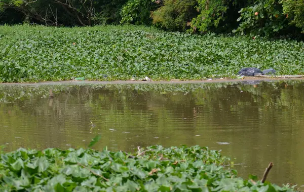 stock image Gigoga (Eichhornia crassipes), a floating aquatic plant that grows in waters polluted by domestic sewage.