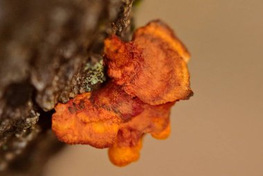 Ağaç mantarı (Pycnoporus cinnabarinus). Pycnoporus cinnabarinus, (Cinnabar polypore olarak da bilinir) safirik, çürümüş, çürümüş bir bitki. Meyve gövdesi yenilemez parlak turuncu raf mantarıdır, yakın plan fotografik arka planı vardır.