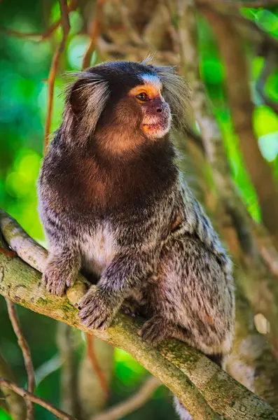 Macaco Sagui - Marmoset Maymunu. Brezilya 'daki Yağmur Ormanları - Güney Amerika
