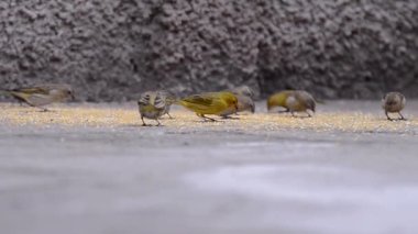Canario da Terra, Sicalis flaveola, Canarinho olarak da bilinir. Yerde ezilmiş mısır yiyor. Birkaç kanarya besleniyor.