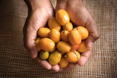 Siriguela or Ceriguela fruit. Hands holding seriguela fruits on a rustic surface. clipart