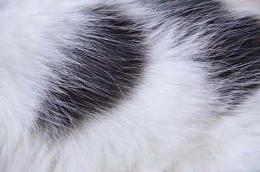 Beyaz ve siyah kedi kürk arkaplan dokusu