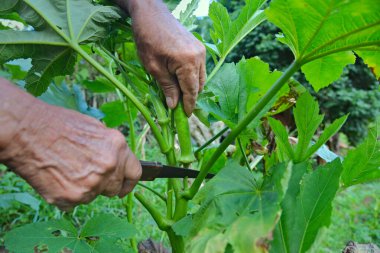 Ağacın gövdesinden organik bamya elde ediliyor. Böcek ilacı ya da kimyasal gübre olmayan bamya.