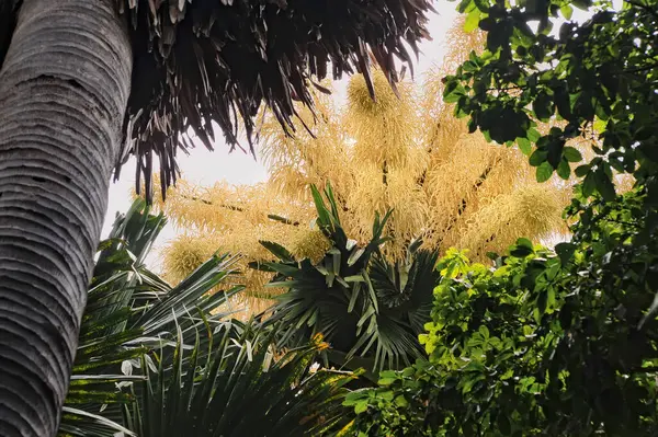 Brezilya 'nın Aterro do Flamengo şehrinde Talipot palmiyesinin (Corypha umbraculifera) çiçek açması. Avuç içi, ekildikten yaklaşık elli yıl sonra, hayatında sadece bir kez çiçek açar..