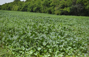 Gigoga ayrıca guape, murure, orelha-de-veado, pavo, Rainha-do-lago, baronesa, uape (Eichhornia crassipes) olarak da bilinir.