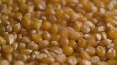 Mısır tohumları. Bir yüzeye yakın olan çiğ mısır tanecikleri yığını. Mısır yüzeye düşüyor. Çiftçilik kavramı. Üst Manzara. Organik üretim. Gıda arkaplanı